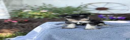 Miniature Schnauzer dogs for sale: Tereesa - Ad 7