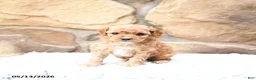 Cavapoo dogs for sale: Slate - Ad 8