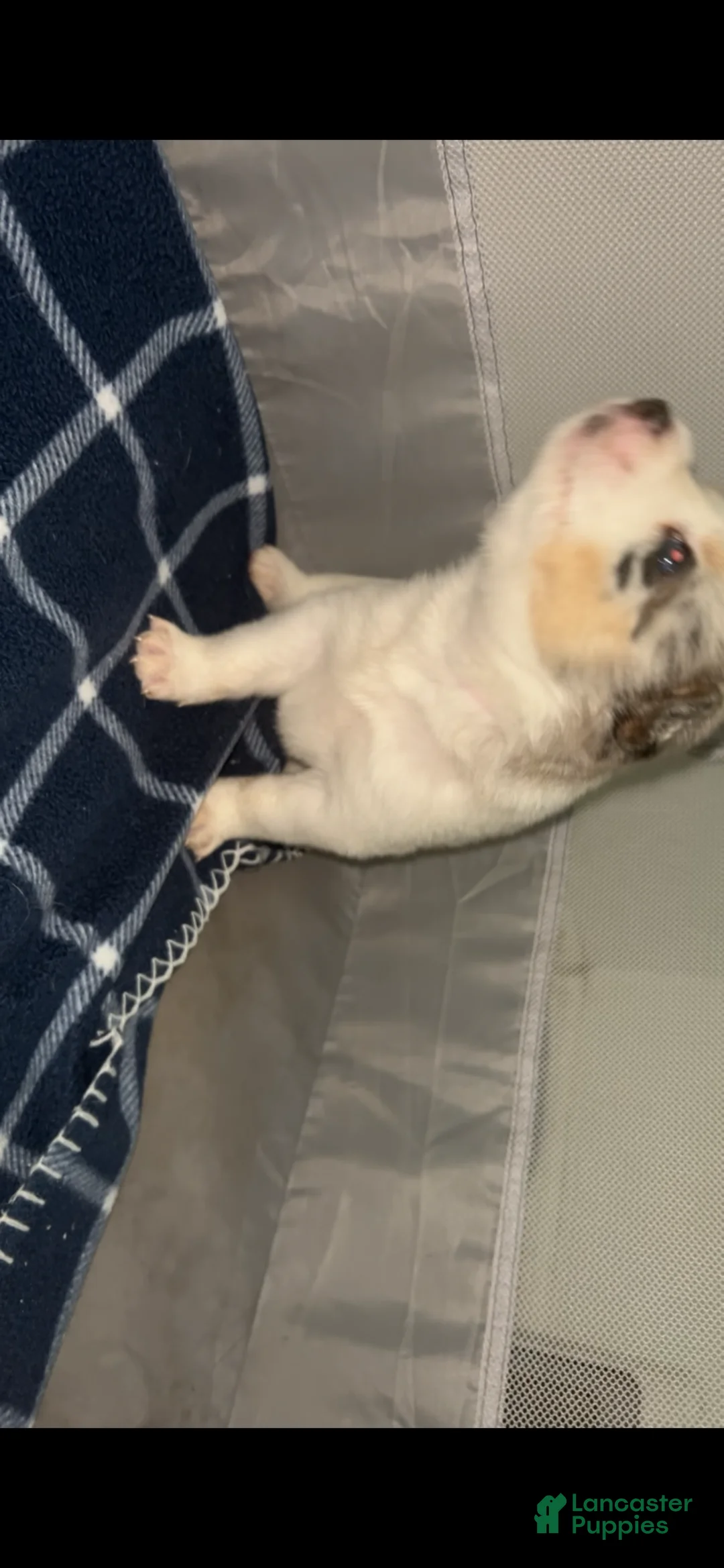 Pomsky dogs for sale: Snow - Ad 2