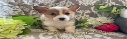 Welsh Corgi Pembroke dogs for sale: Mindy - Ad 8