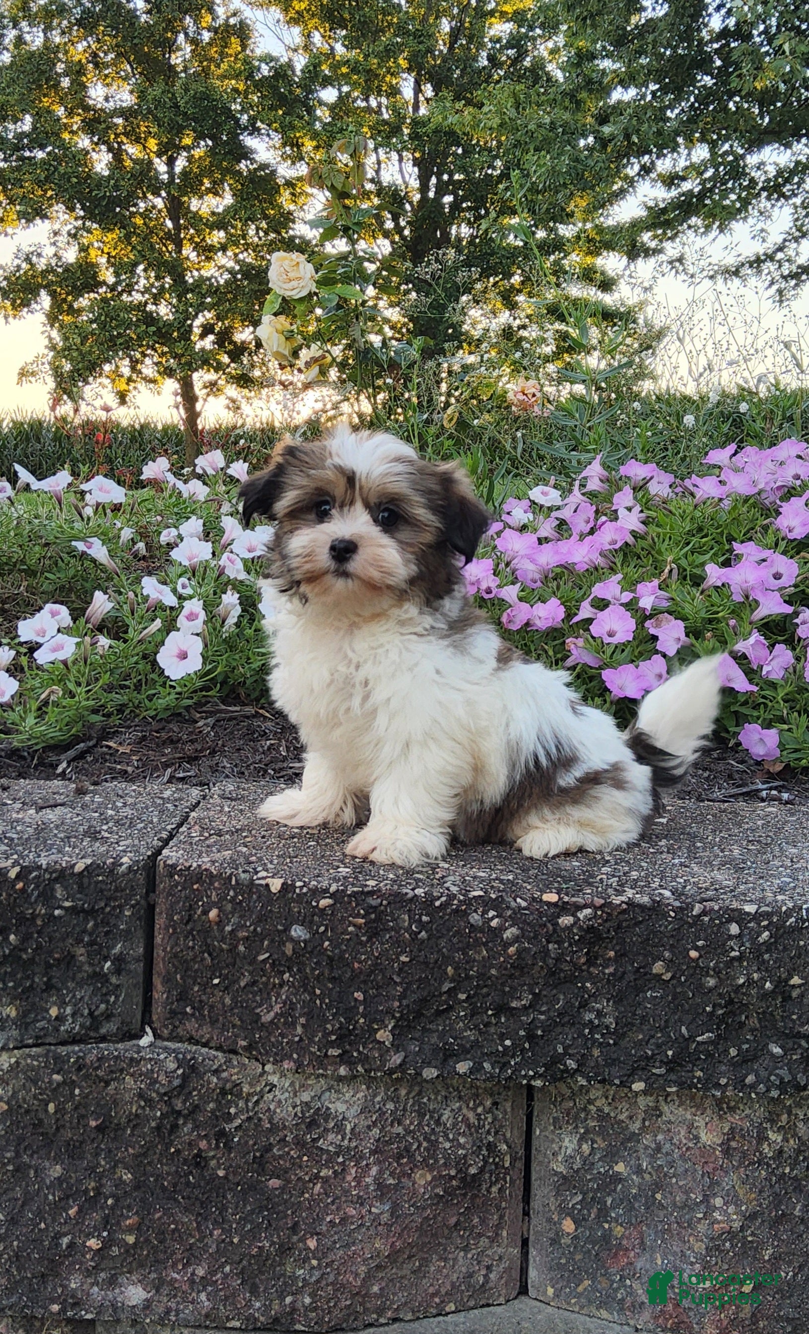 Mixed Breed dogs for sale: Ember - Ad 1