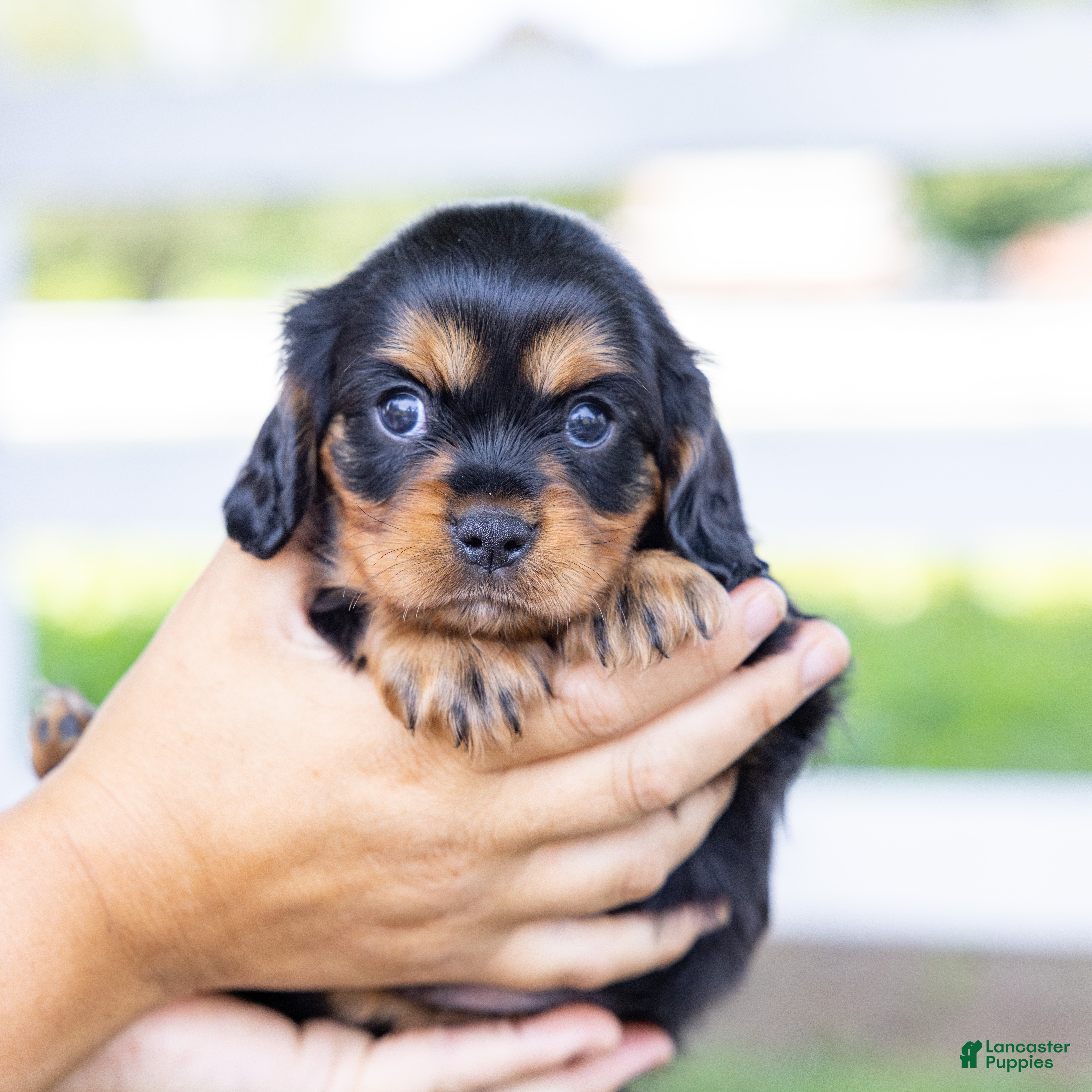 Cavalier King Charles Spaniel dogs Waldo - Ad 2
