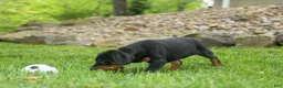 Doberman Pinscher dogs for sale:  Dax (Black Rust)🐶 - Ad 7
