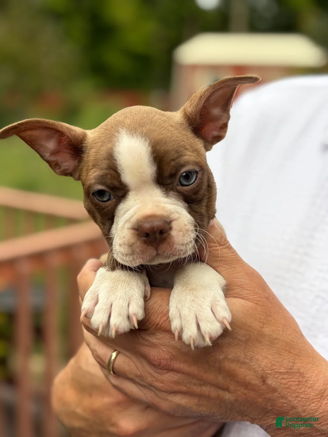 Boston Terrier dogs for sale: Johnnie - Ad 3