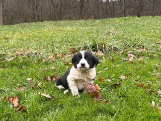 Border Collie dogs Border Collie Puppy 1 - Ad 29