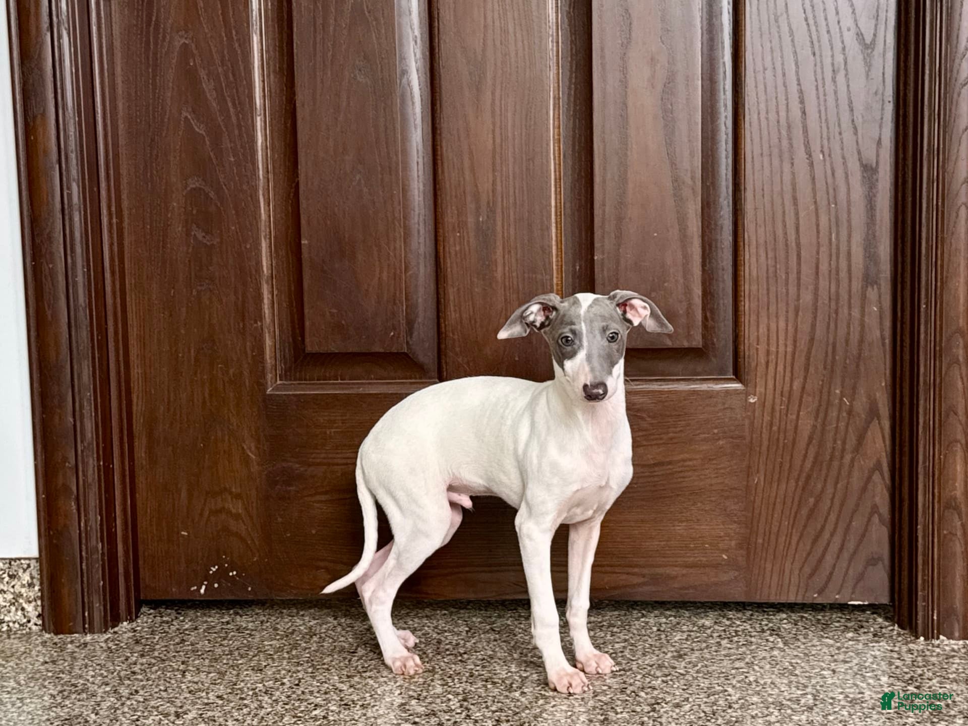 Italian Greyhound dogs Jace - Ad 4