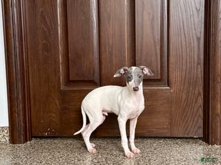 Italian Greyhound dogs Jace - Ad 2