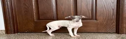 Italian Greyhound dogs for sale: Jace - Ad 1