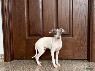 Italian Greyhound dogs Jace - Ad 6