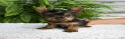 Yorkshire Terrier dogs for sale: Tiny - Ad 6