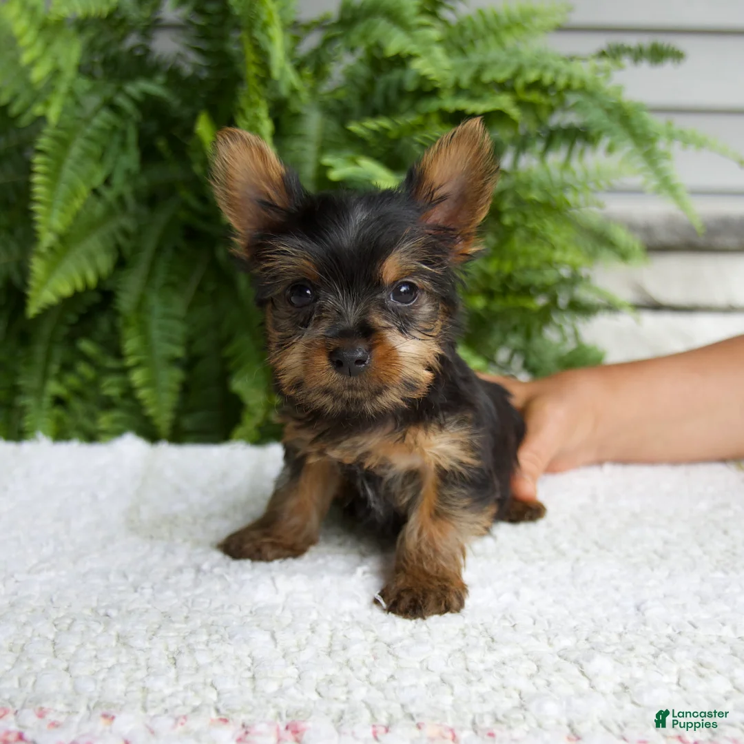 Yorkshire Terrier dogs for sale: Tiny - Ad 6