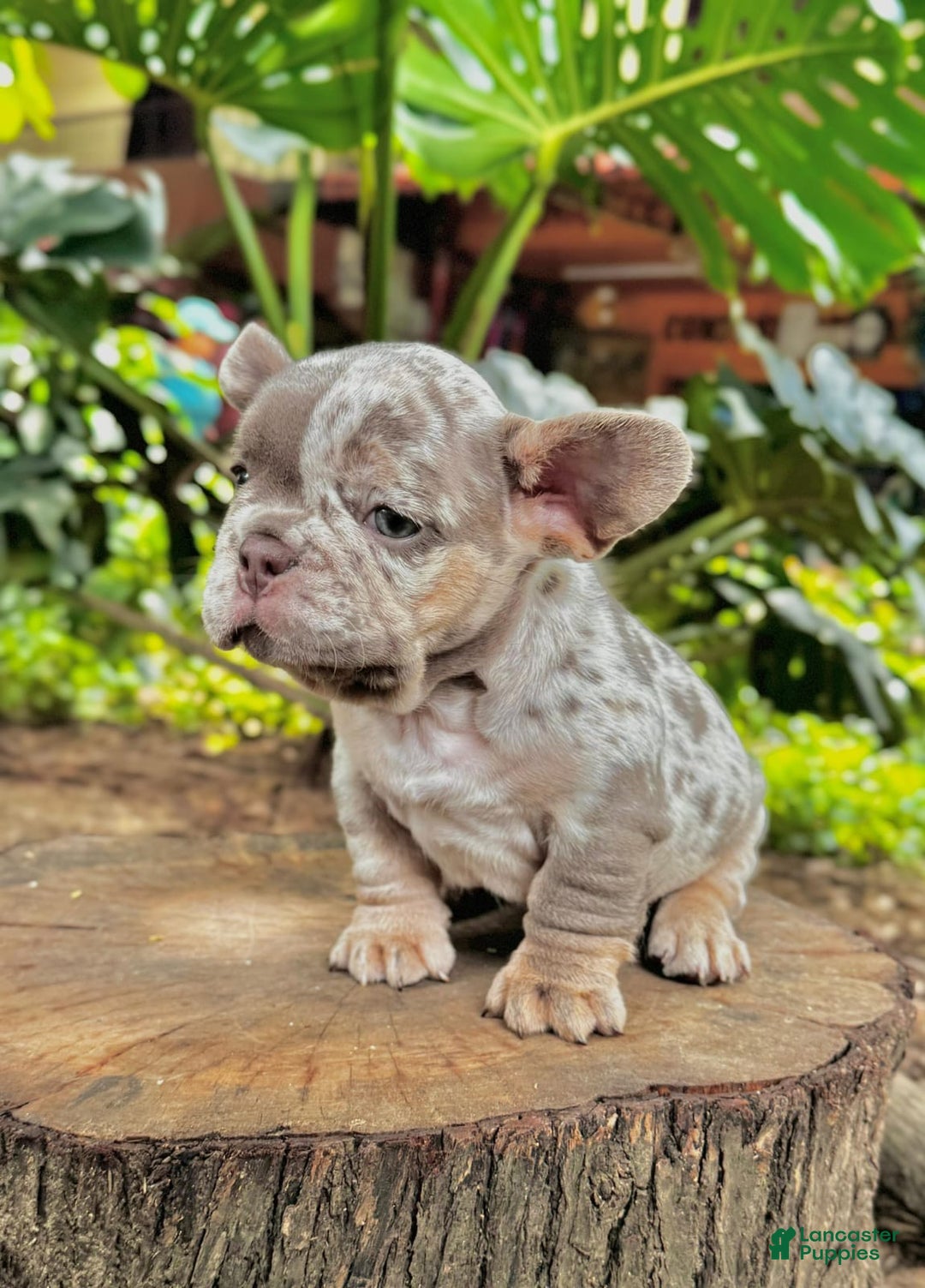 French Bulldog dogs for sale: French Bulldog Puppy 1 - Ad 1