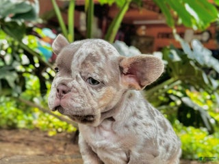 French Bulldog dogs French Bulldog Puppy 1 - Ad 5