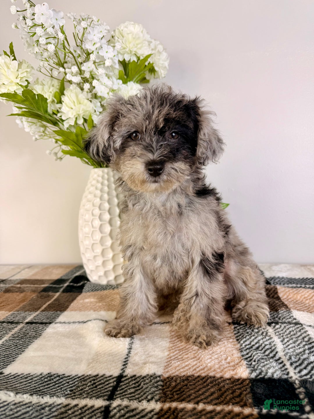 Yorkiepoo dogs for sale: Luna - Ad 1