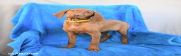 Vizsla dogs for sale: Rose  - Ad 1