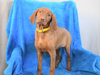 Vizsla dogs Rose - Ad 4