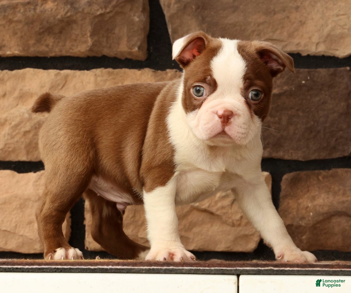 Boston Terrier dogs Wilbur - Ad 1