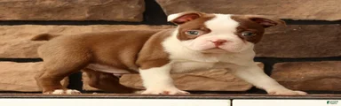 Wilbur