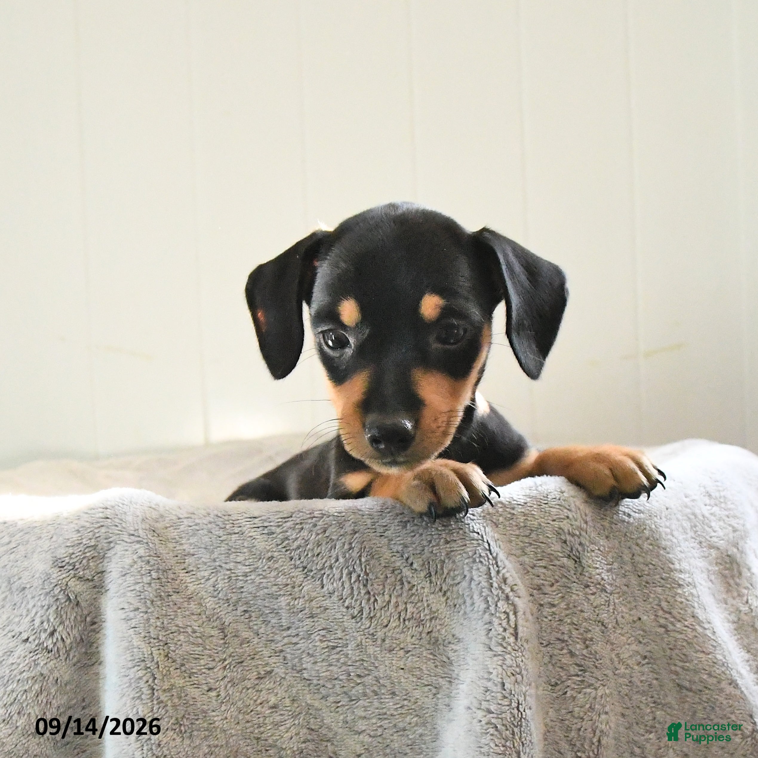 Mixed Breed dogs Dusty - Ad 1