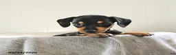Mixed Breed dogs for sale: Dusty - Ad 1