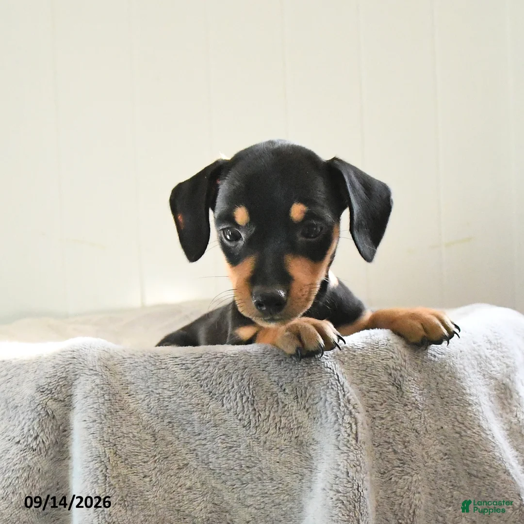 Mixed Breed dogs for sale: Dusty - Ad 1