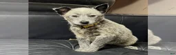 Australian Cattle Dog dogs for sale: Australian Cattle Dog 3 - Ad 1