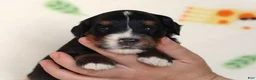 Mini Bernedoodle dogs for sale: Alson - Ad 3