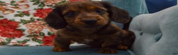 Dachshund dogs for sale: Michael  - Ad 7