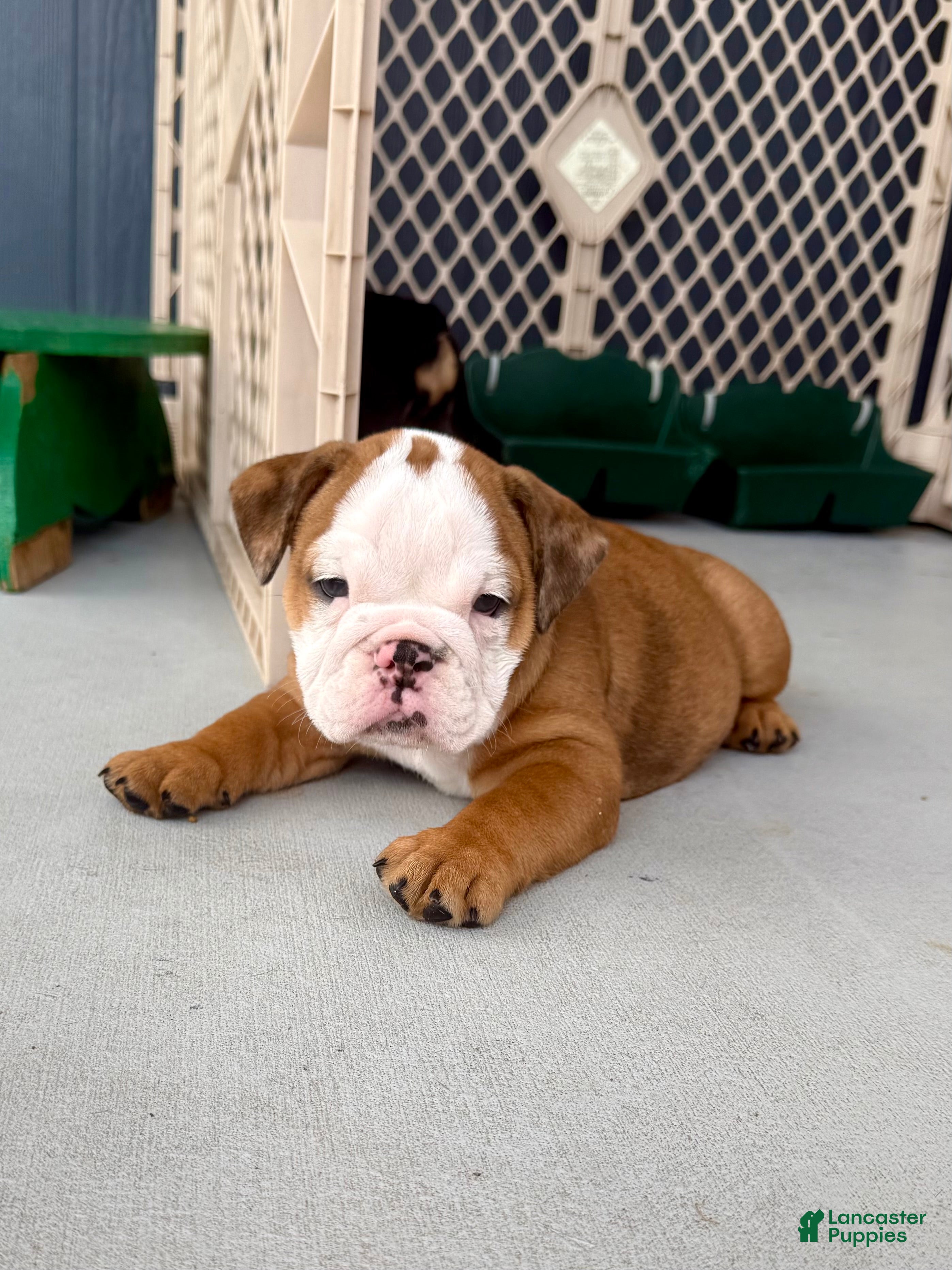 Bulldog (Bulldog, Female) in Dade City, FL