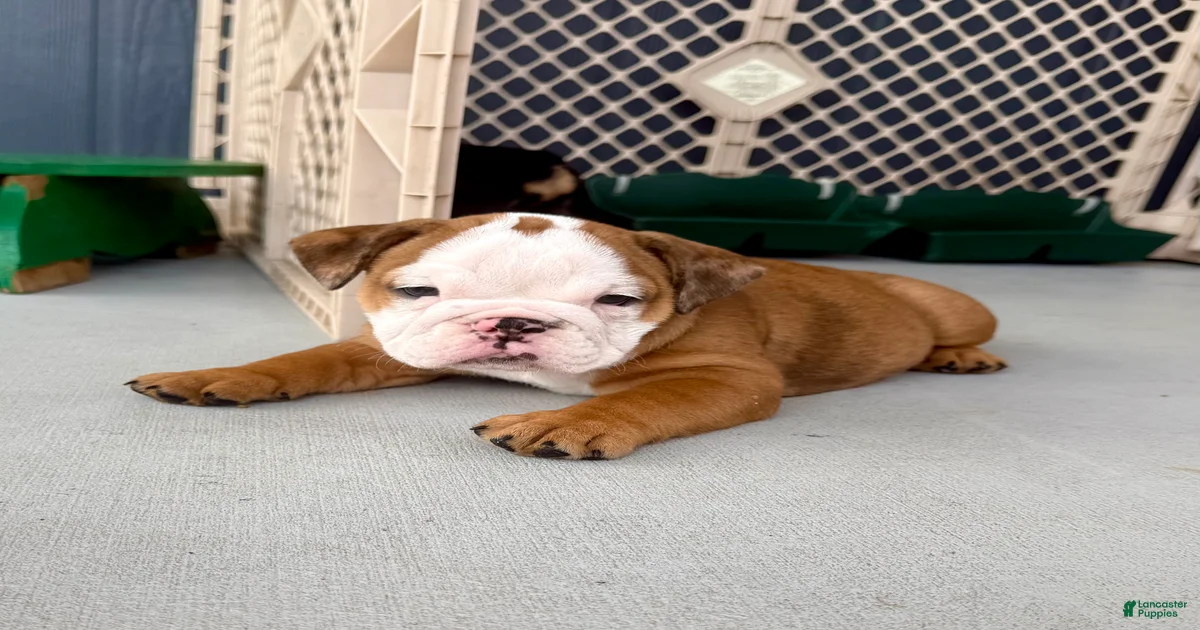 English Bulldog Puppies for sale in Brooksville, Florida | Lancaster ...