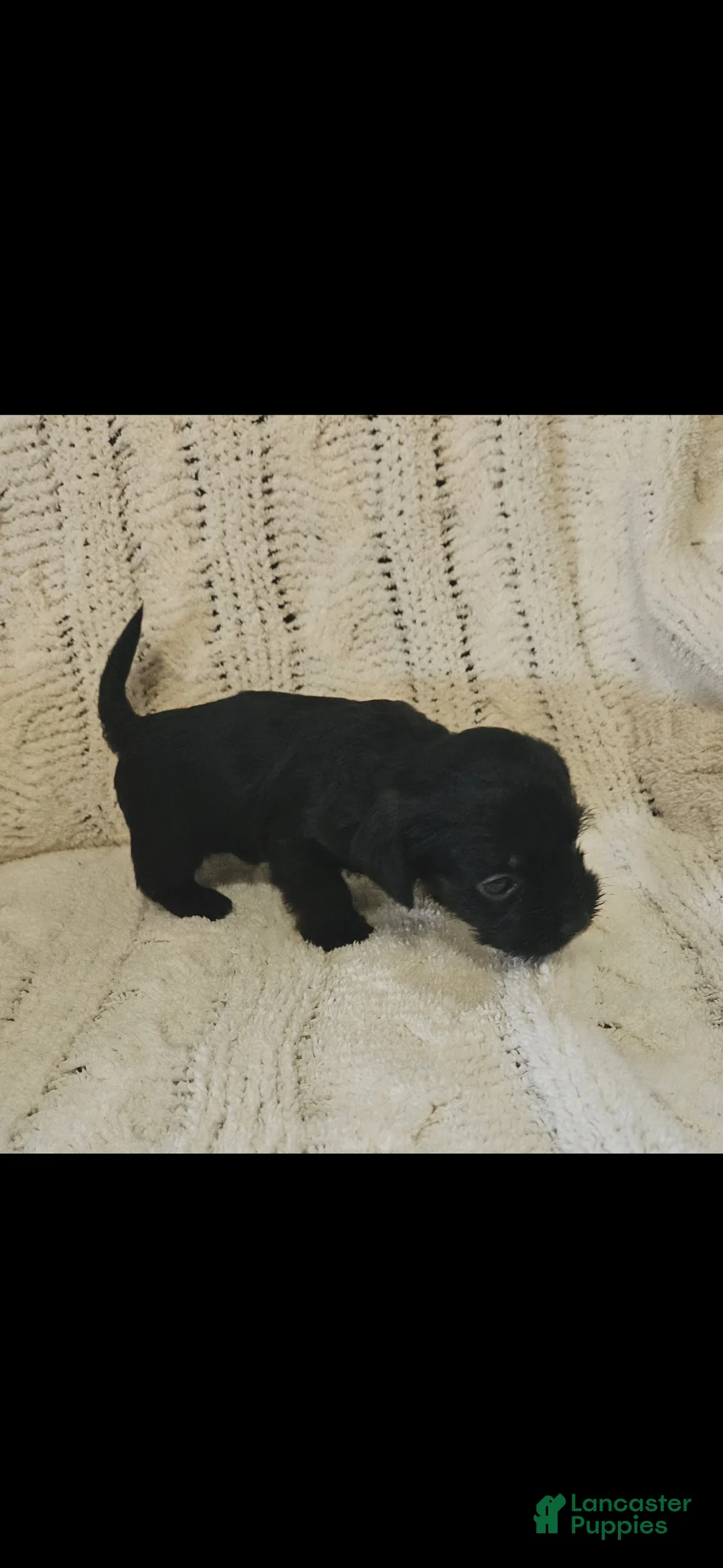 Mixed Breed dogs for sale: Mixed Breed 5 - Ad 1