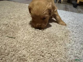 Golden Retriever dogs Golden Retriever Puppy 7 - Ad 17