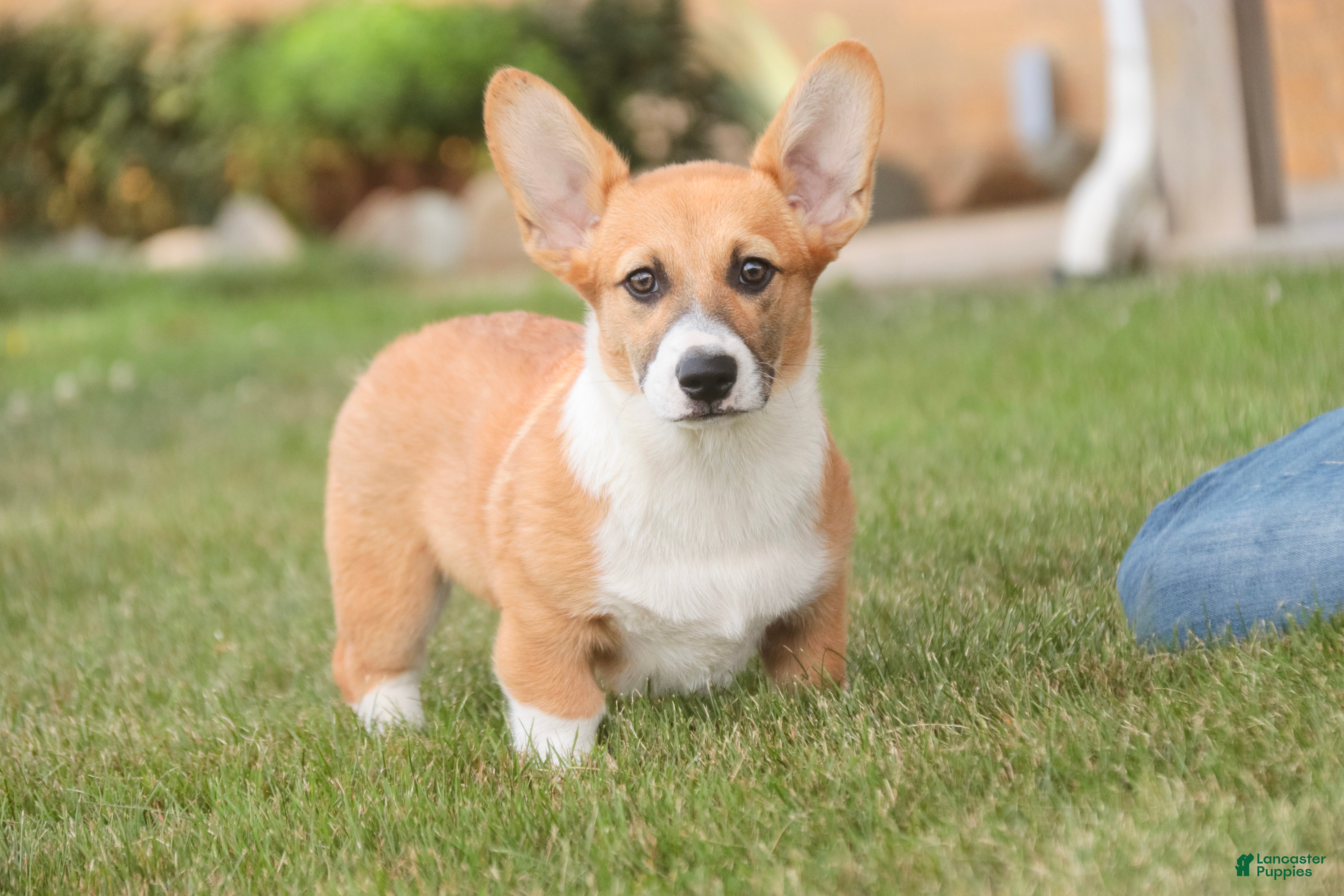Welsh Corgi Pembroke dogs Ripley - Ad 1