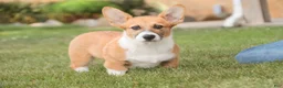 Welsh Corgi Pembroke dogs for sale: Ripley - Ad 1