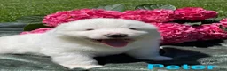 Great Pyrenees dogs for sale: Peter - Ad 4