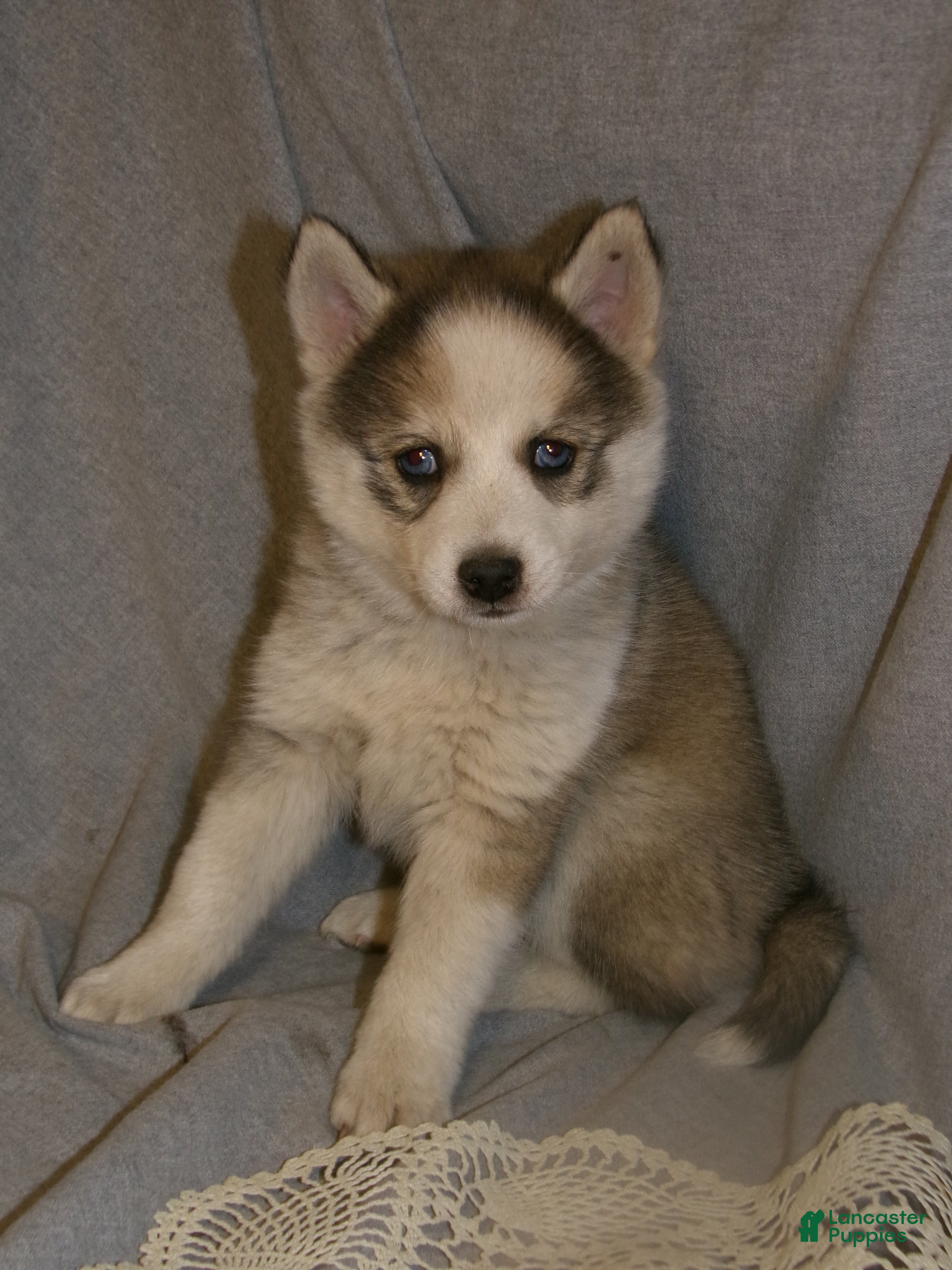 Pomsky dogs Bella - Ad 1