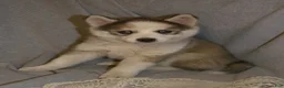 Pomsky dogs for sale: Bella - Ad 5