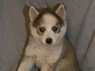 Pomsky dogs for sale: Bella - Ad 4