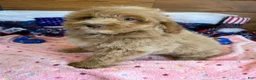 Mini Goldendoodle dogs for sale: Grant - Ad 4