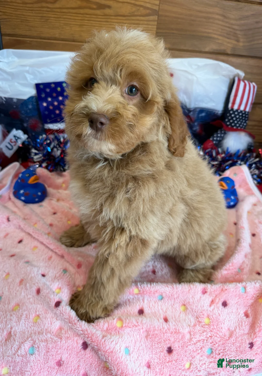 Mini Goldendoodle dogs for sale: Grant - Ad 4