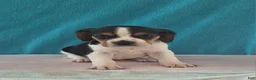 Beagle dogs for sale: debi - Ad 1