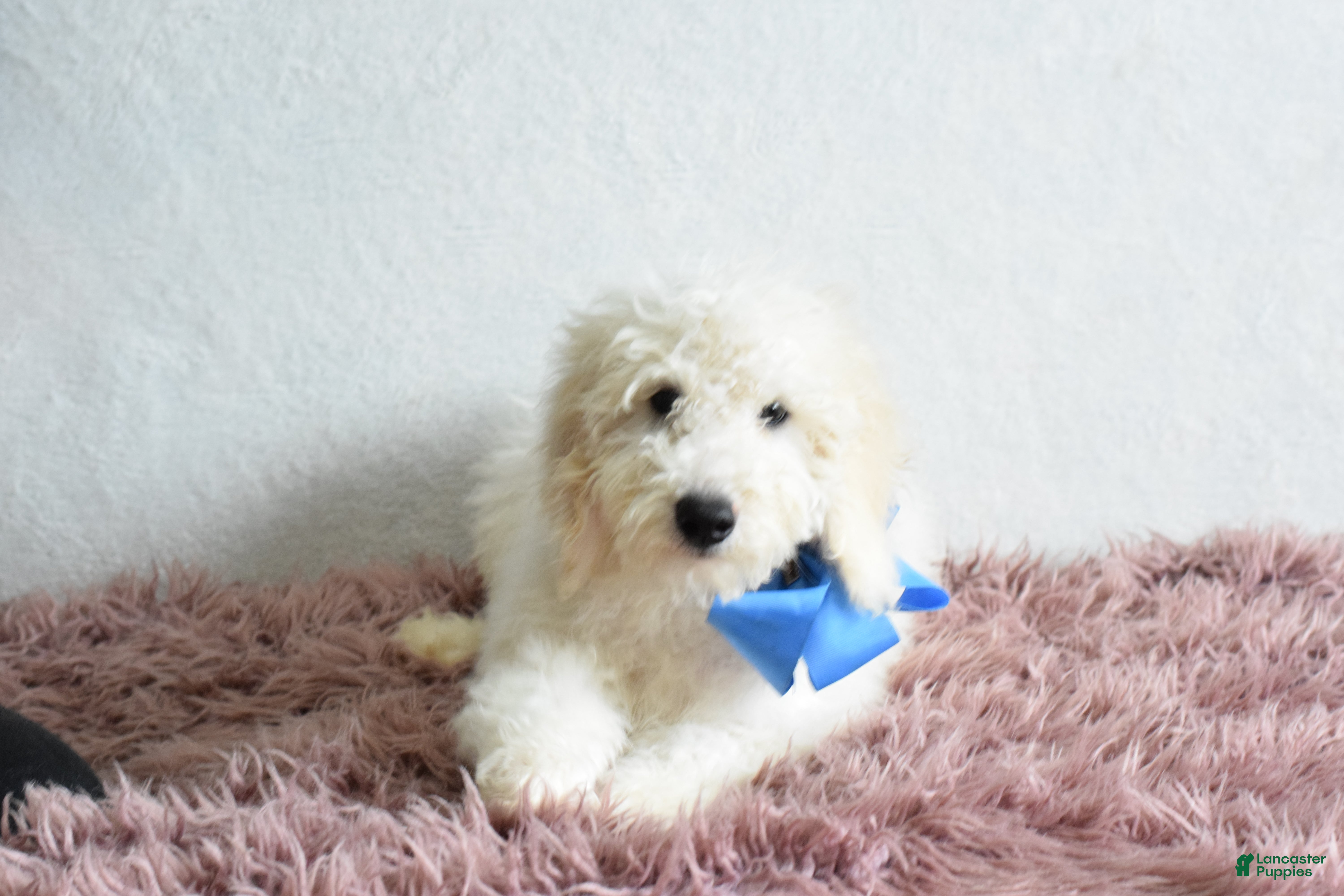 Goldendoodle dogs Goldendoodle Puppy 6 - Ad 1