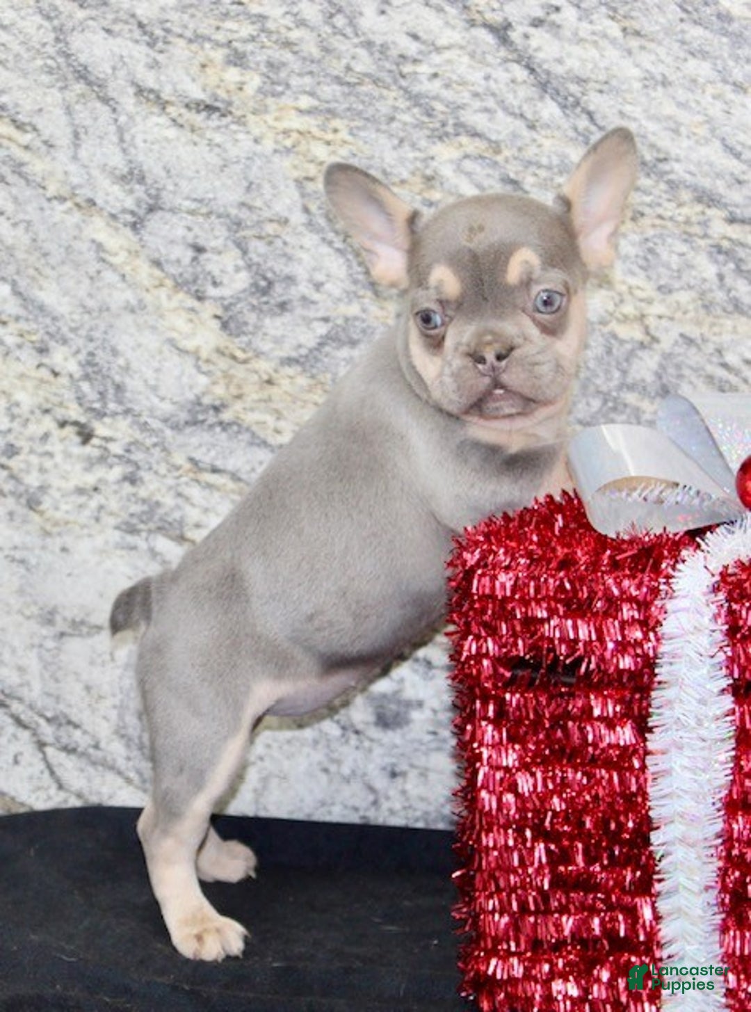 French Bulldog dogs for sale: Reba - Ad 5