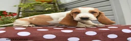 Basset Hound dogs for sale: Genesis - Ad 3