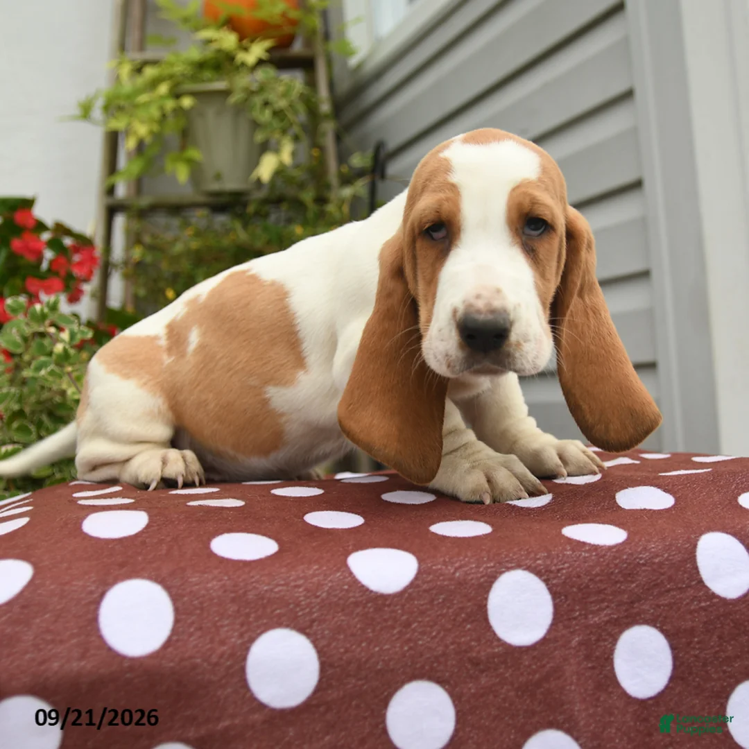 Basset Hound dogs for sale: Genesis - Ad 3
