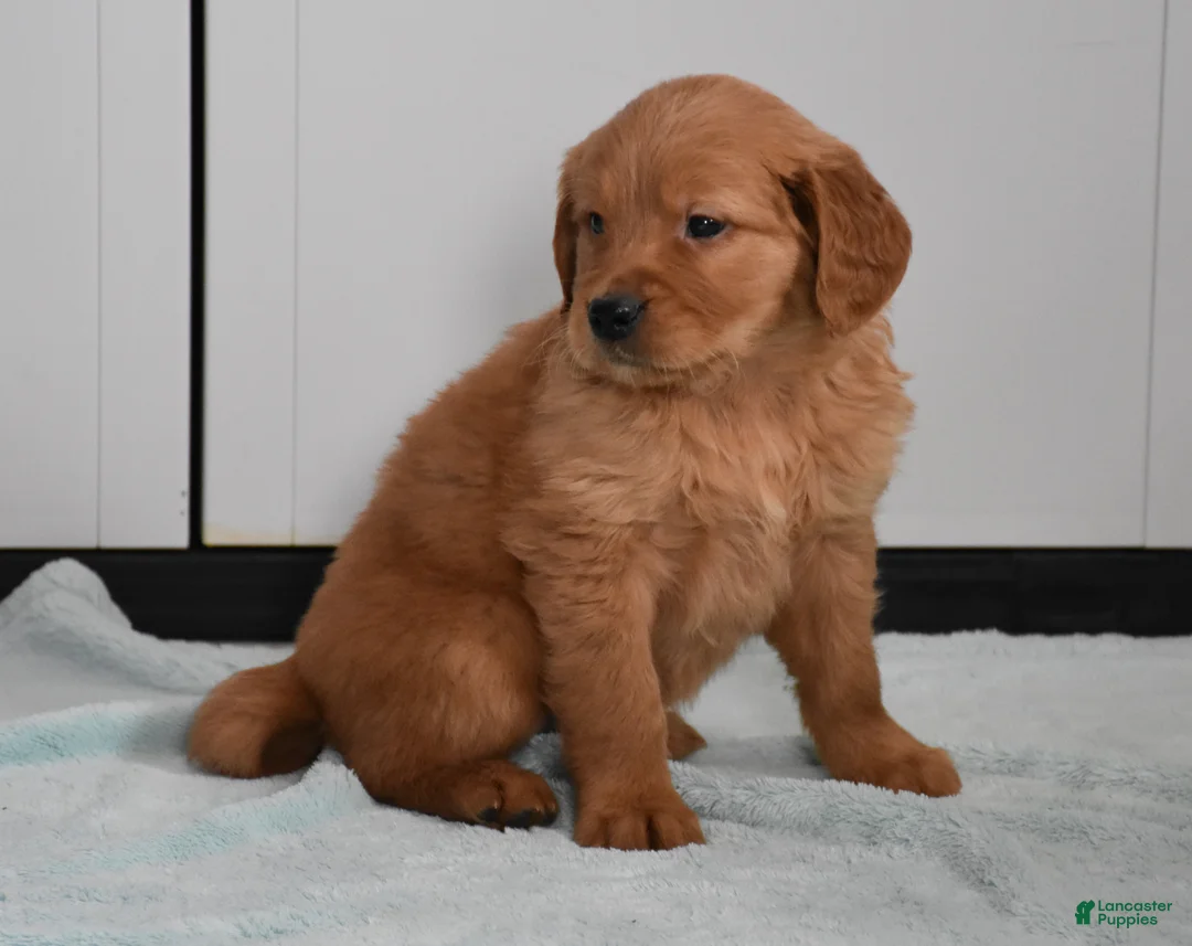 Golden Retriever dogs for sale: Dallas Genetic/OFA - Ad 23