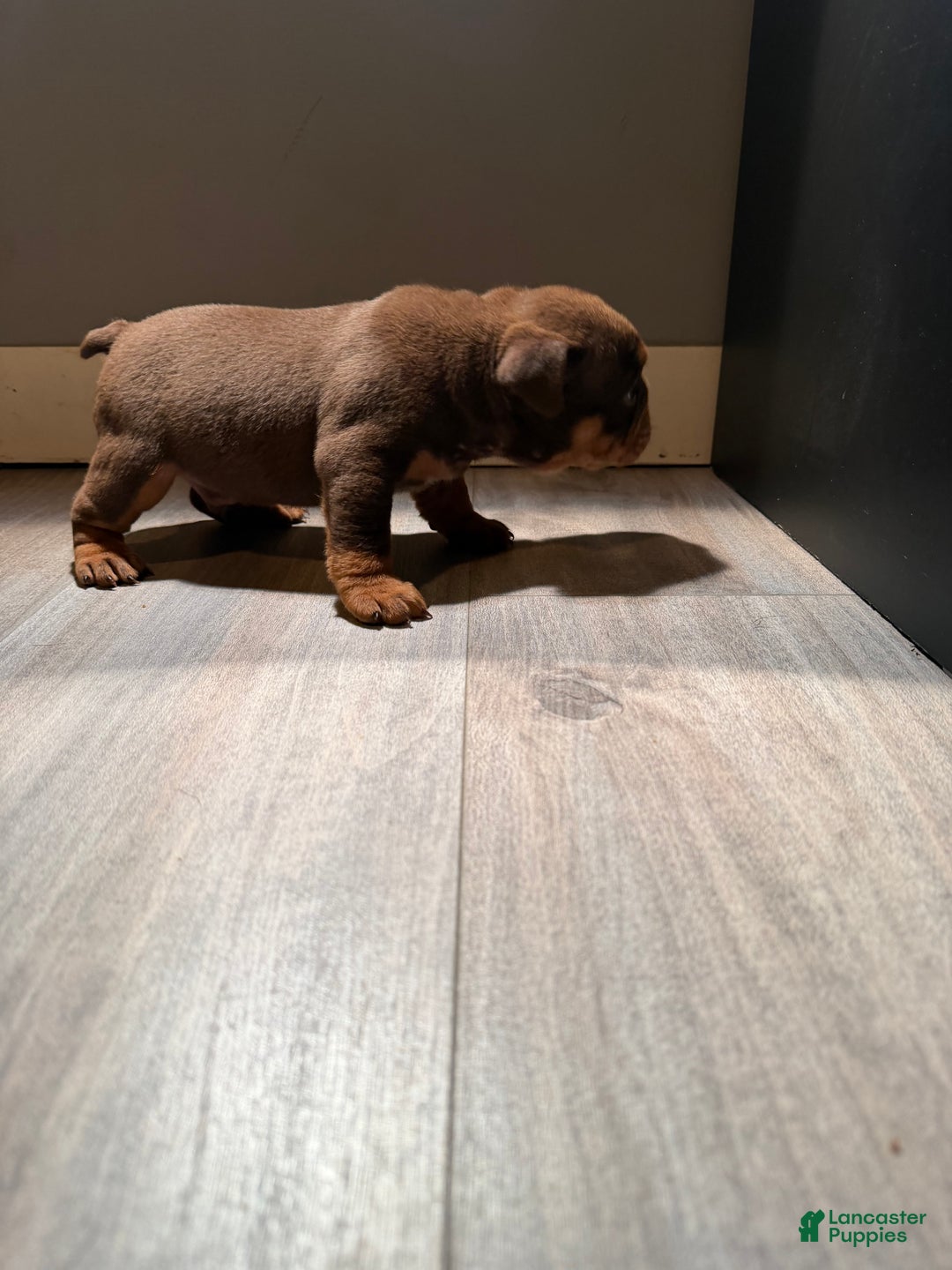 English Bulldog dogs for sale: Khal Drogo - Ad 6