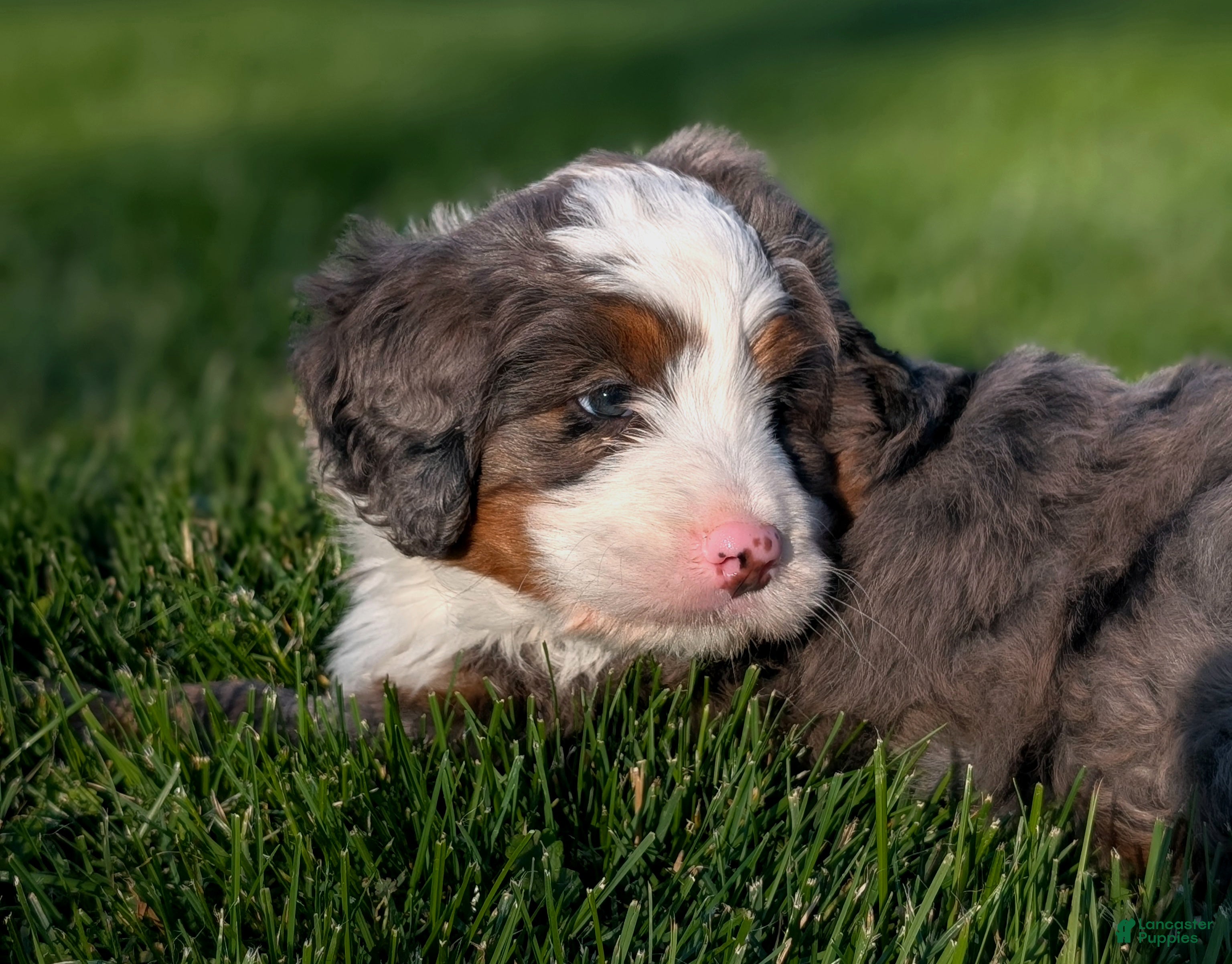 Bernedoodle dogs for sale: Spencer - Ad 7