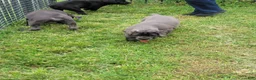 Cane Corso dogs for sale: Cane Corso 4 - Ad 5