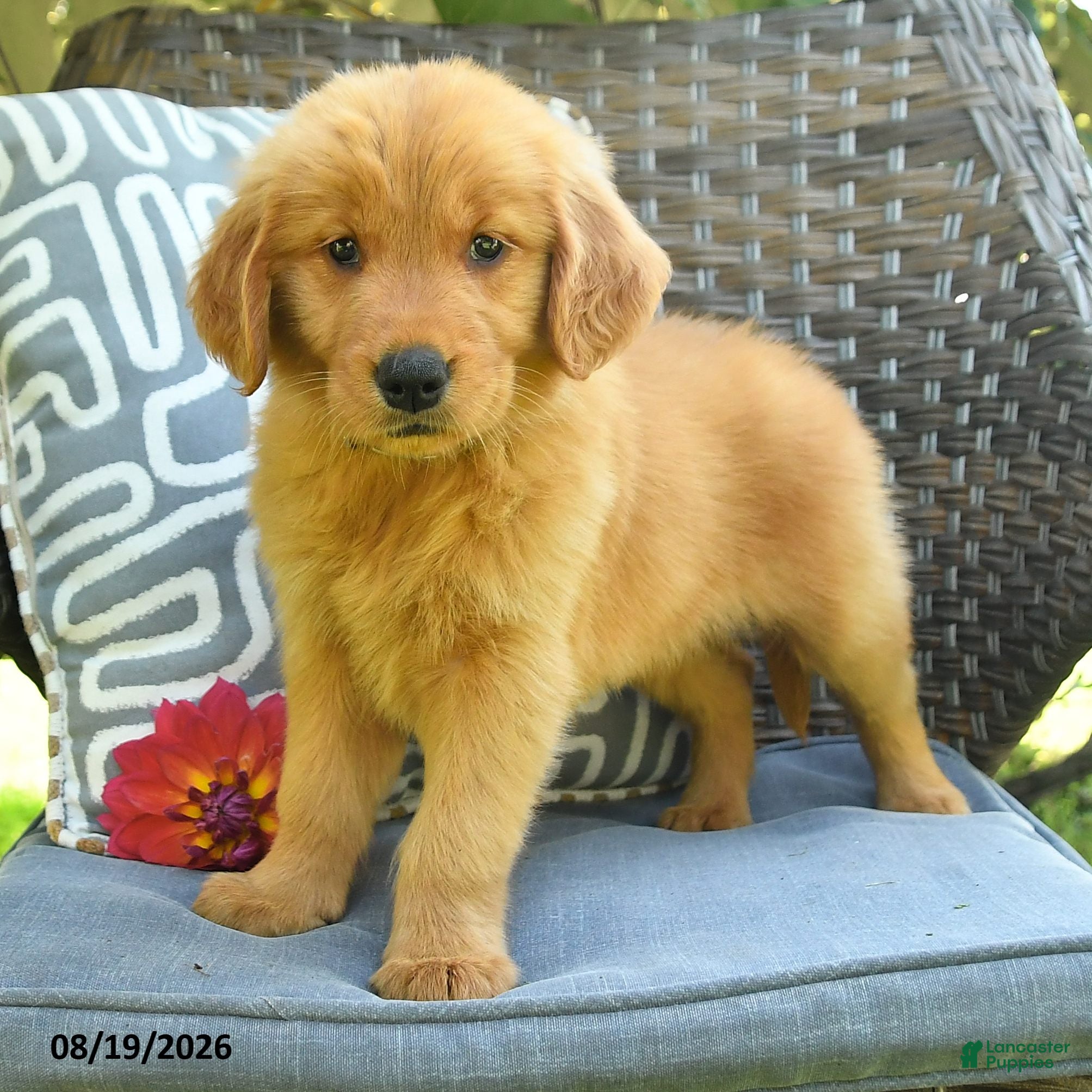 Golden Retriever dogs Michelle - Ad 2
